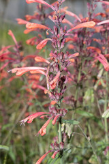 Agastache aurantiaca
