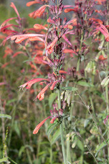 Agastache aurantiaca