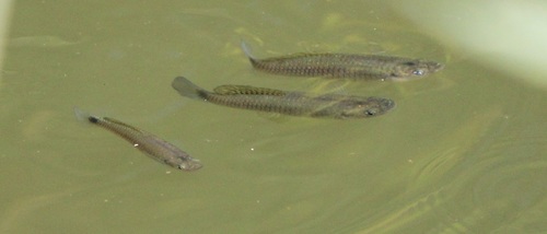 Pseudoxiphophorus bimaculatus