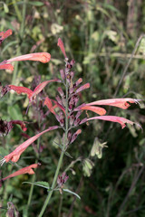 Agastache aurantiaca