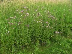 Cirsium arvense