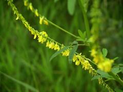 Melilotus officinalis