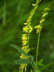 Melilotus officinalis
