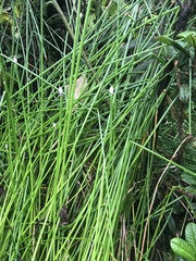 Eleocharis elegans