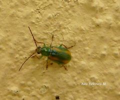 Diabrotica porracea
