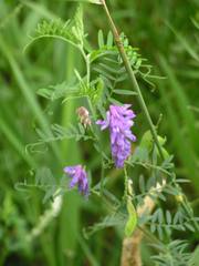 Vicia cracca