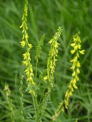Melilotus officinalis