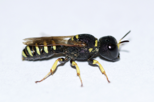 Lestica confluenta