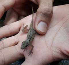 Anolis gaigei