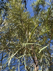 Grevillea parallela