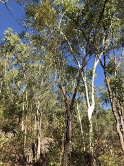 Grevillea parallela