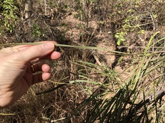 Grevillea parallela