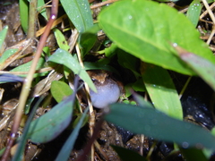 Microhyla achatina