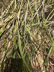 Grevillea parallela