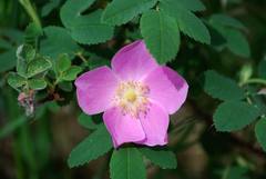 Rosa acicularis