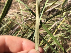 Grevillea parallela
