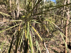 Grevillea parallela