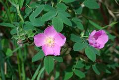 Rosa acicularis