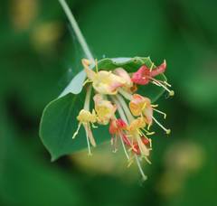 Lonicera dioica