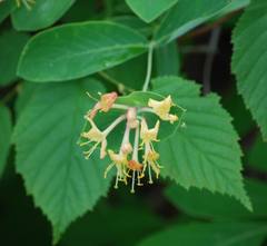 Lonicera dioica