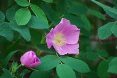 Rosa acicularis