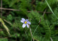 Sisyrinchium scabrum
