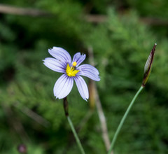 Sisyrinchium scabrum