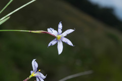 Sisyrinchium scabrum