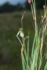 Sisyrinchium scabrum