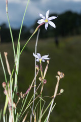 Sisyrinchium scabrum