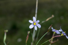 Sisyrinchium scabrum