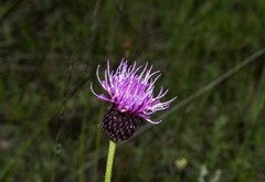 Cirsium grahamii