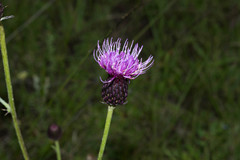 Cirsium grahamii