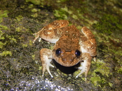 Limnonectes kuhlii