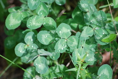 Trifolium repens