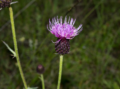 Cirsium grahamii