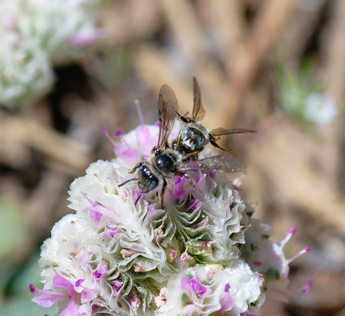iNaturalist observation photo of Nomadopsis