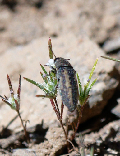 iNaturalist observation photo of Anambodera gemina