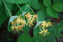 Lonicera dioica