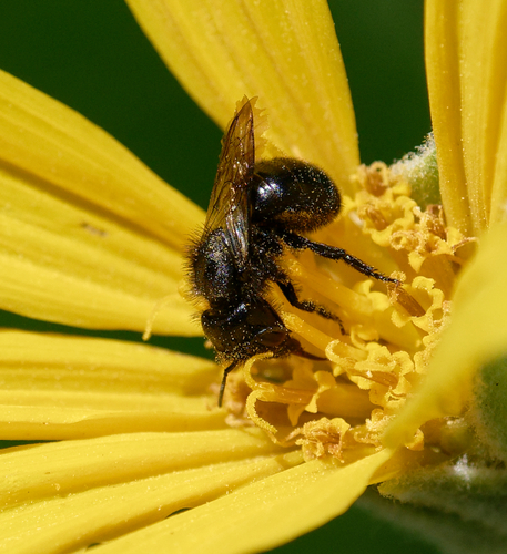 iNaturalist observation photo of Cephalosmia