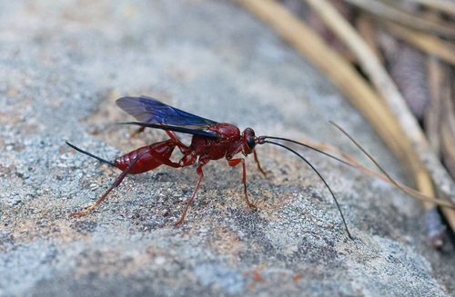 iNaturalist observation photo of Ichneumonid and Braconid Wasps