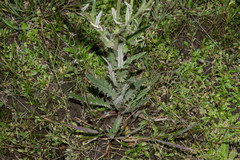 Cirsium grahamii
