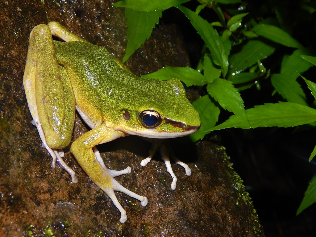 Odorrana