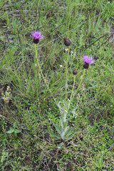 Cirsium grahamii