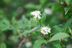 Cornus sericea