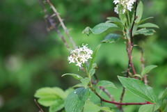 Cornus sericea