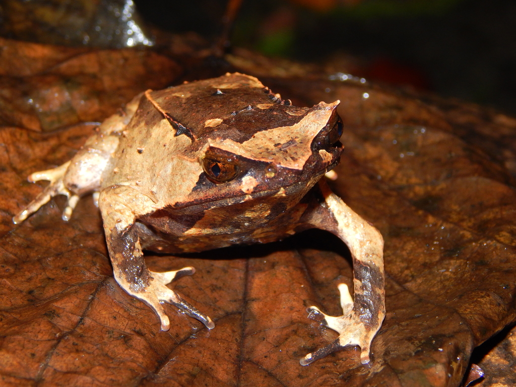Javan Horned Frog (Megophrys montana)