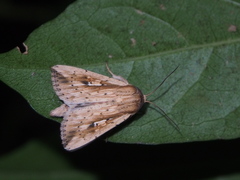 Mythimna pulchra