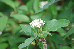 Cornus sericea