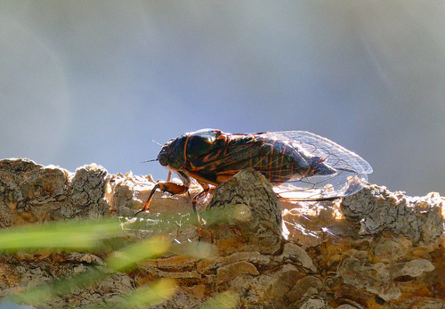 iNaturalist observation photo of Okanagana